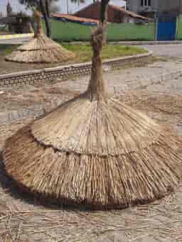 Saz Şemsiye