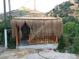 Kamış Kamelya