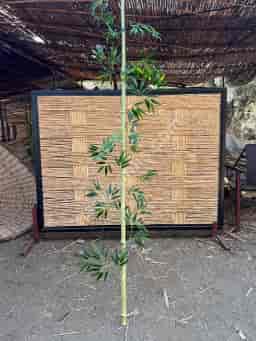 Bambu Dekorasyon