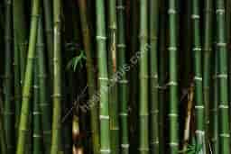Bambu Nedir?