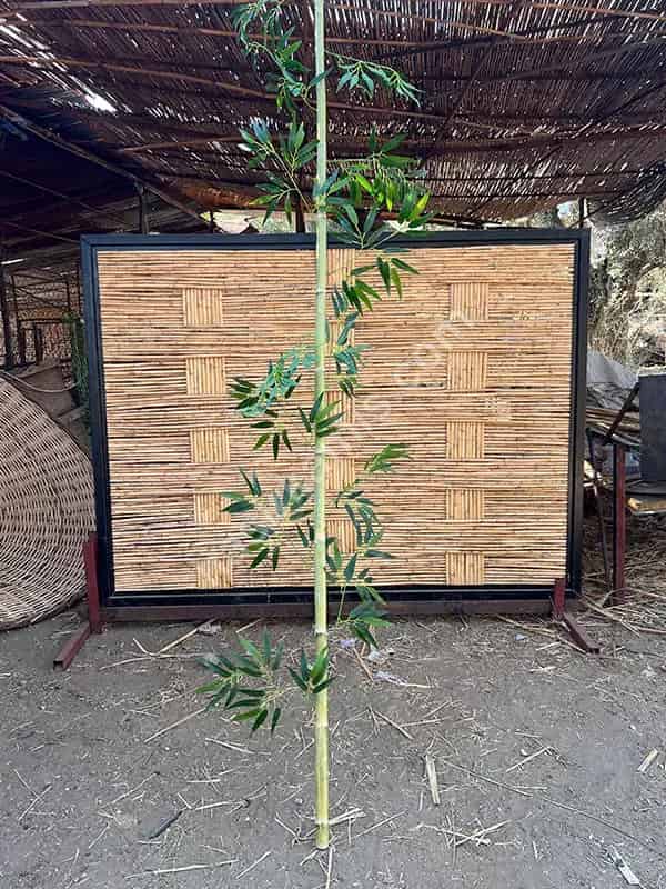 Bambu Nedir?