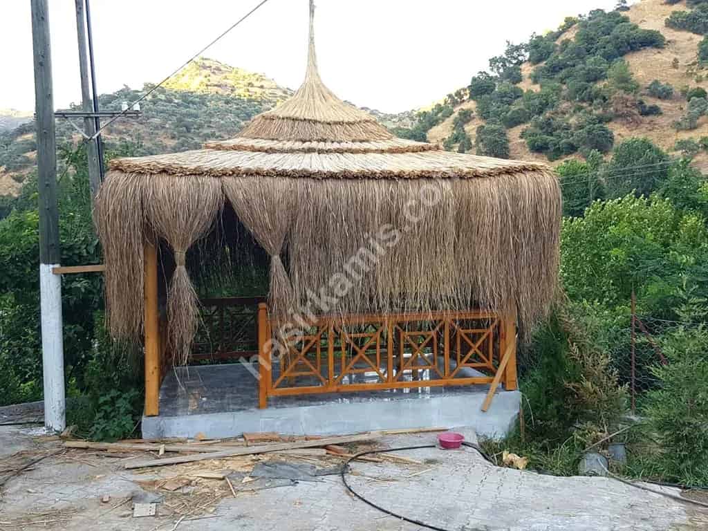 Kamış Kamelya