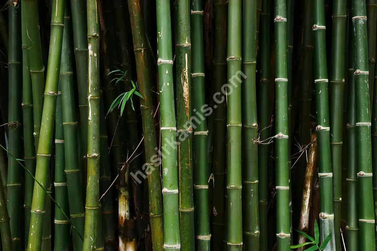Bambu Nedir?