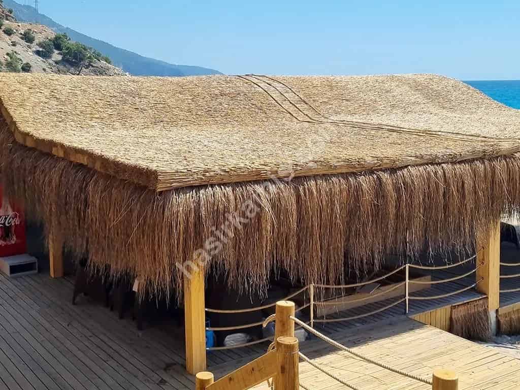 Kamış Kamelya