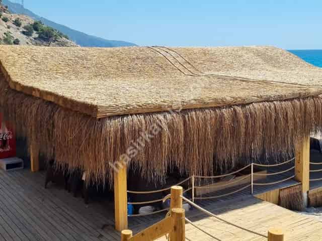 Kamış Kamelya