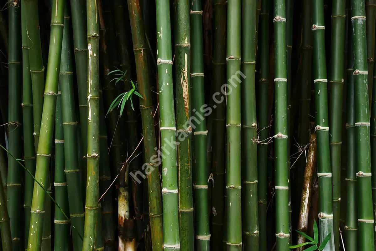 Bambu Nedir?