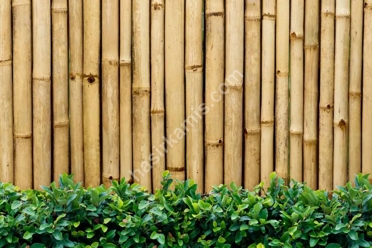 Bambu