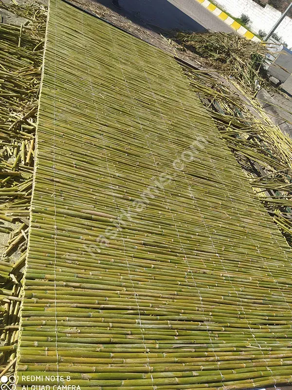 Bambu
