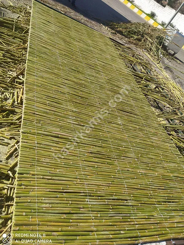 Bambu