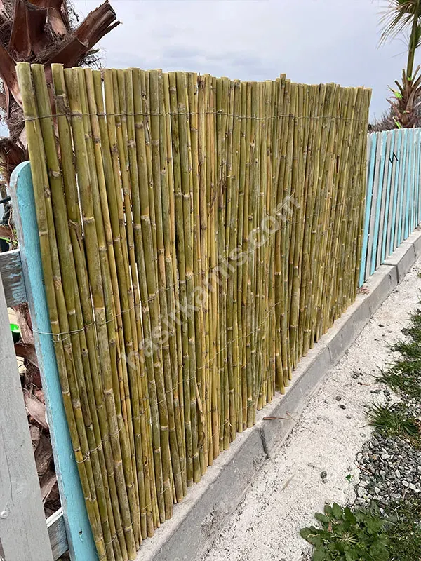 Bambu