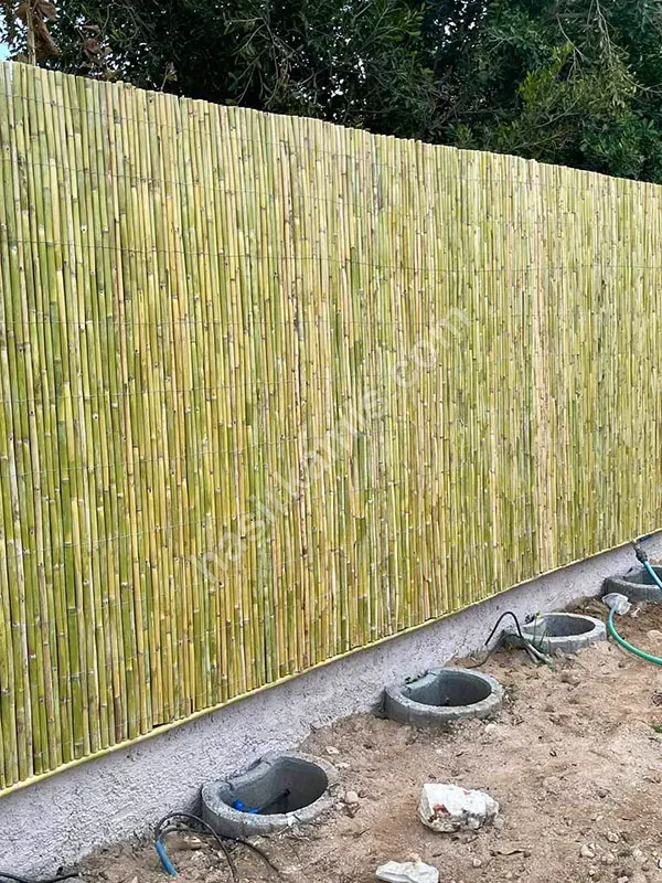 Bambu