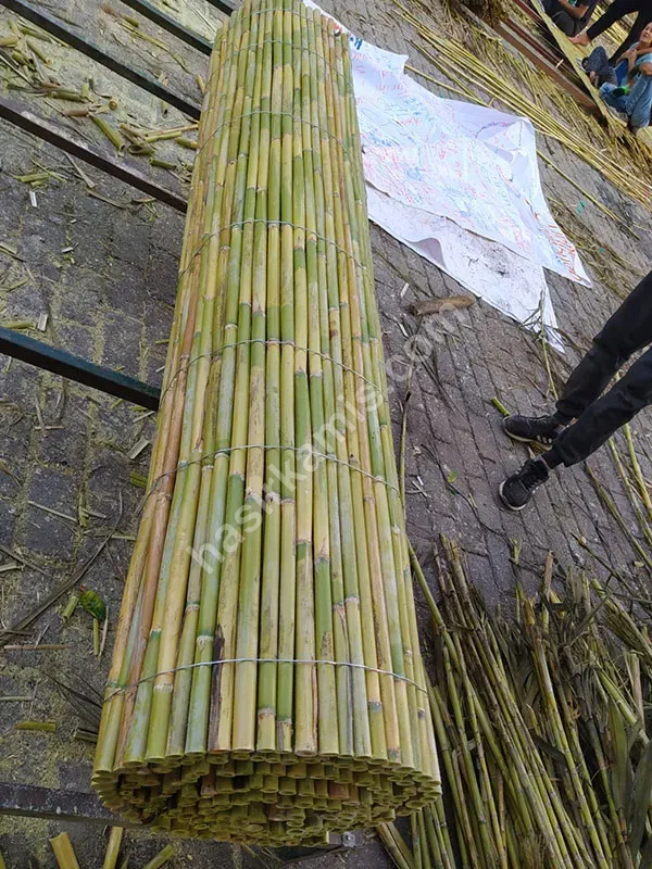 Bambu