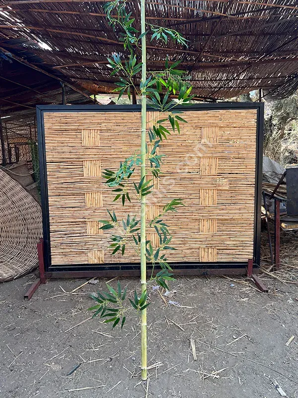 Bambu